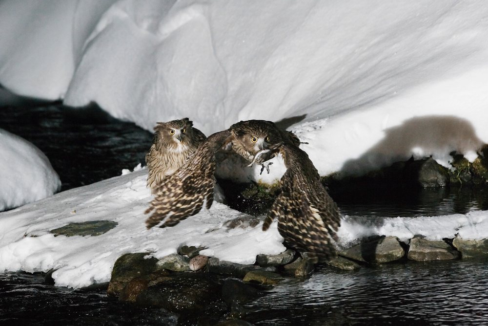 Two Blakiston's fish owls stand on snowy rocks beside a flowing river at night, winter, wildlife, Japan, Asia.