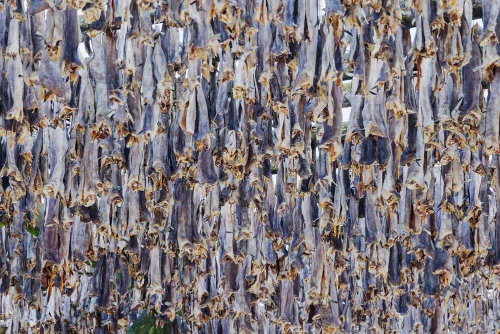 Cod fish hanging on wooden racks outdoors for drying, Norway under open sky, Landscape, Henningsvaer, Lofoten.