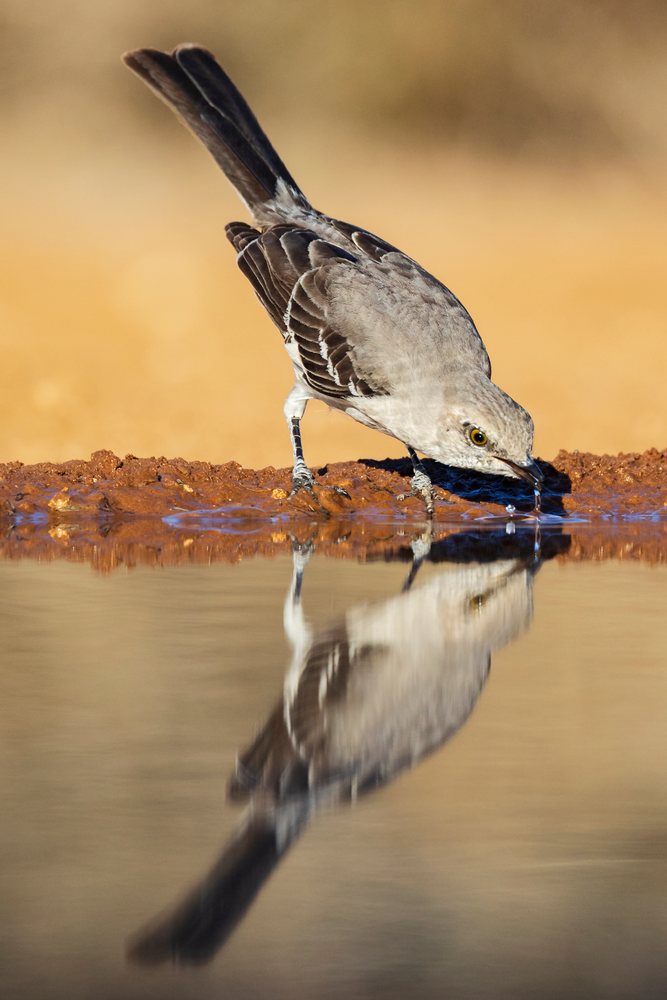 Northern mockingbird drinking water at a natural waterhole, Wildlife, McCook, Texas, USA.