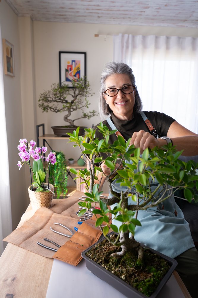 Mature woman wearing an apron prunes a bonsai tree indoors with gardening tools beside a potted orchid plant on a table, Spain.