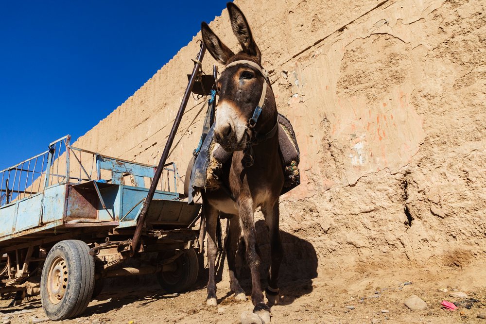Donkey harnessed to a blue wheeled Cart stands beside a mud wall under a clear blue sky, Landscape, Lifestyle, Rissani, Errachidia Province, Morocco.