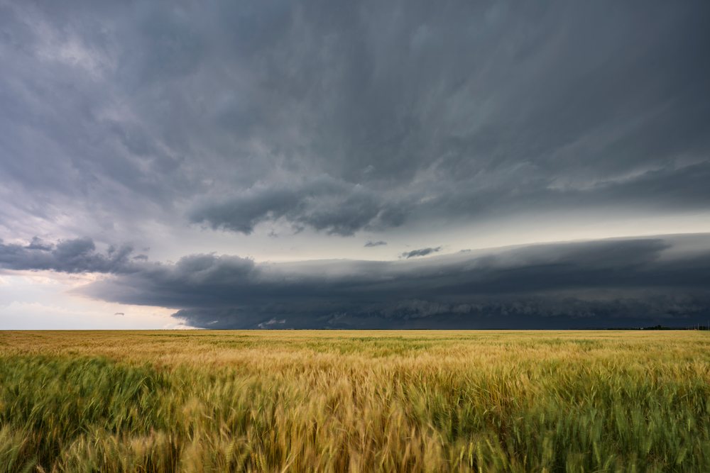 Supercell storm clouds gather over a grain field in Tornado Alley, HWY 278 Near Norton, New Mexico, USA.