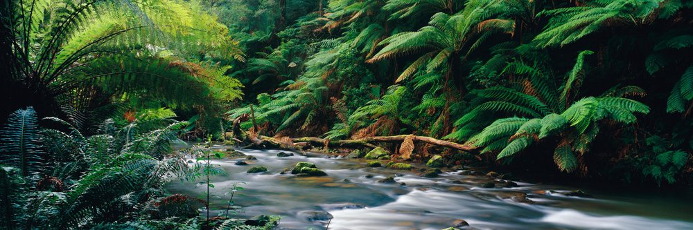Stream with flowing water runs through lush ferns and moss-covered rocks in Otway National Park, Victoria, Stream Ferns Otway National Park Victoria, Australia.