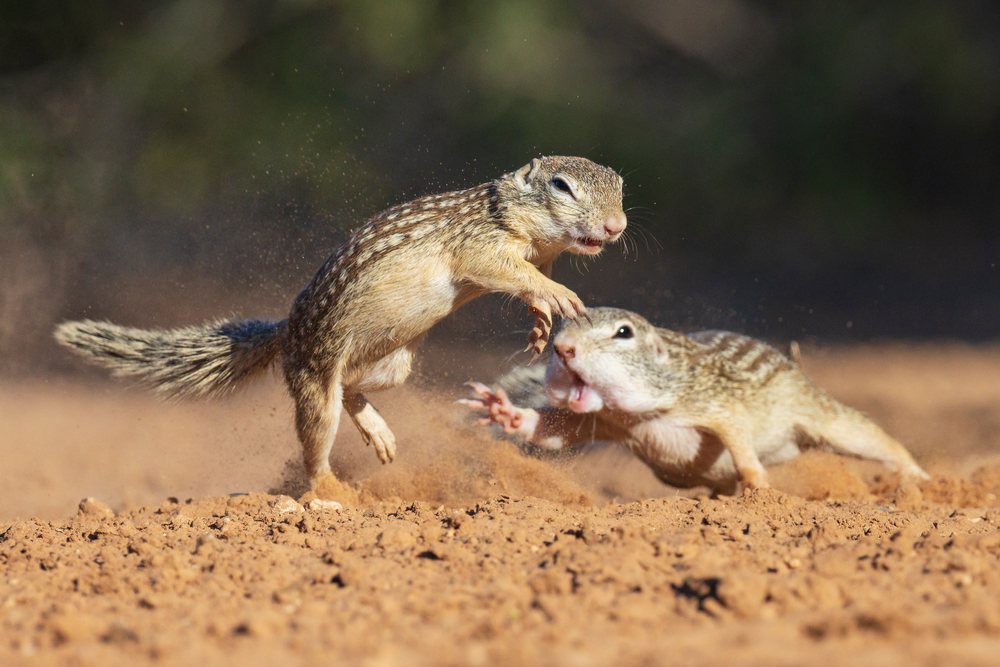 Two ground squirrels aggressively squabbling on dusty brown dirt at Santa Clara Ranch, Wildlife, Rio Grande Valley, Texas, USA.