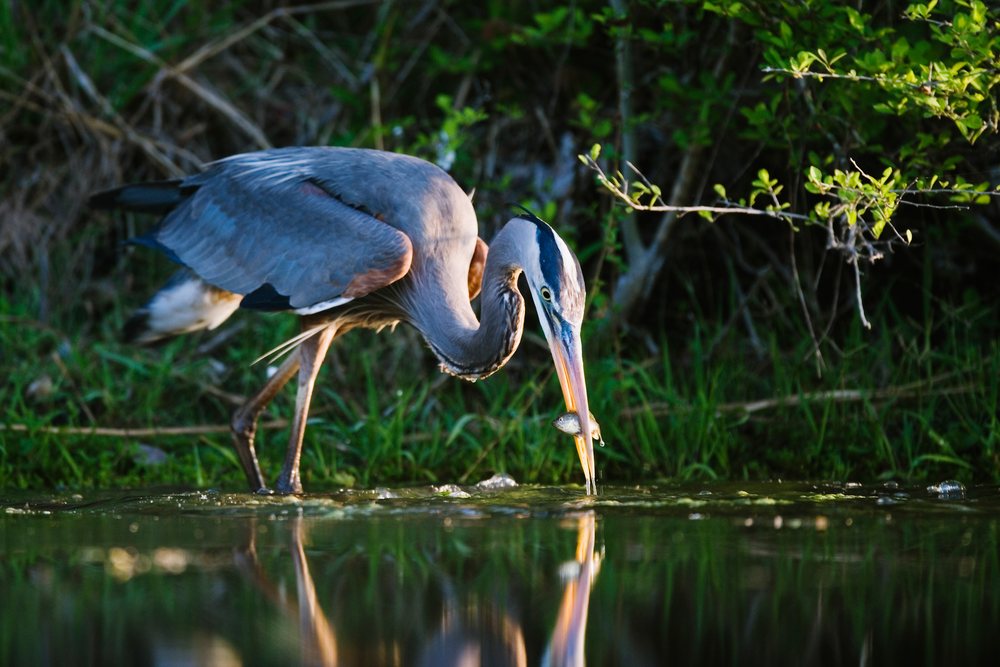 Great blue heron fishes in a Texas pond, wildlife, USA.