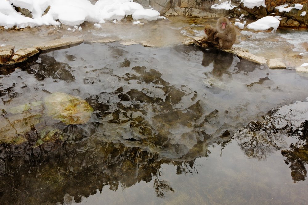 Japanese macaques bathing and resting in a steaming hot spring, Jigokudani Onsen, Nagano, Japan.