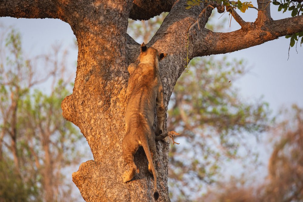 Juvenile Lion climbs a tree trunk, Wildlife, Mfuwe, South Luangwa National Park, Zambia.