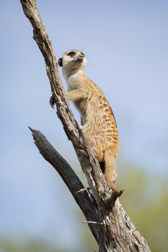 Meerkat standing alert on a dead tree branch in South Africa's Kalahari Desert at the Kalahari Research Center, Wildlife, Vanzylsrus, Northern Cape.