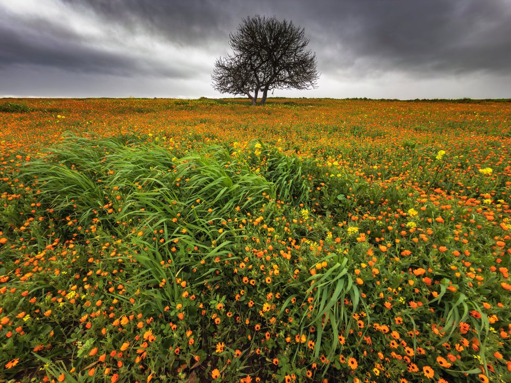 Wildflowers bloom across a grassy field beneath a solitary Tree under a stormy sky, Landscape, Lifestyle, Safi, Province, Morocco.