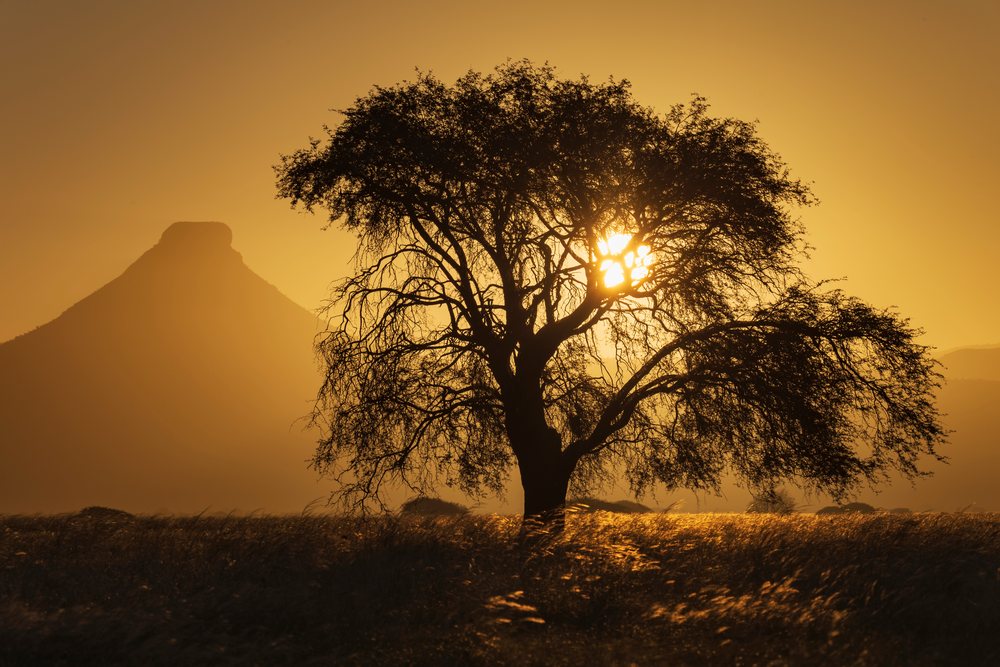 Silhouetted Blackthorn Acacia tree stands in dry grassland at Sunset, landscape, wildlife, Etambura, Kunene Region, Namibia.