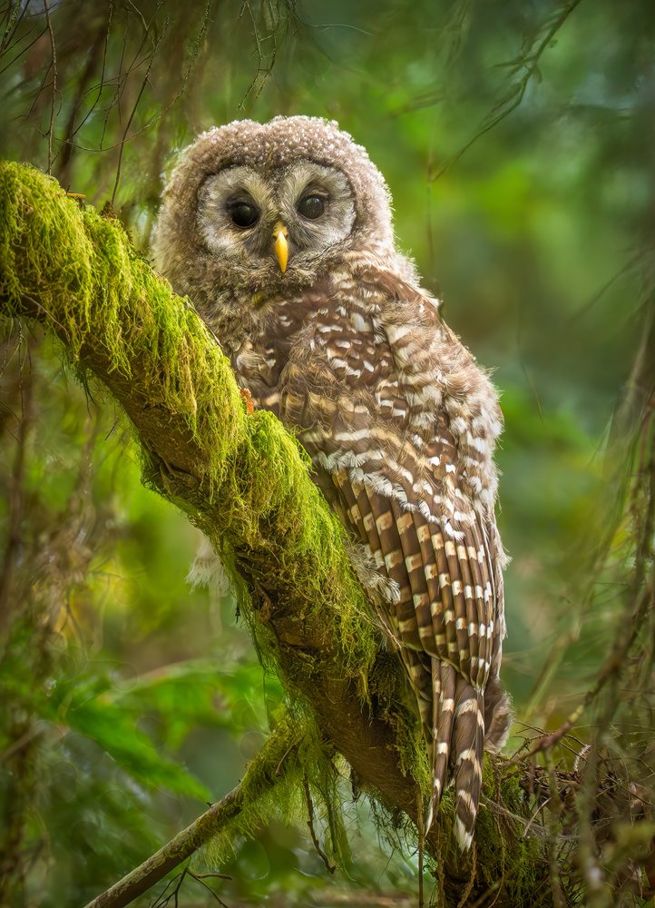Barred owl perched on a moss-covered branch in a lush forest during daylight.