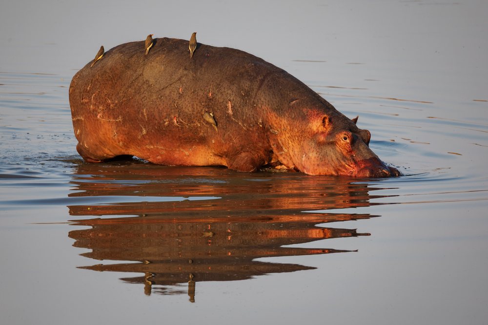 Hippopotamus entering the Luangwa River with oxpecker birds on its back, reflecting in the water, Wildlife, Mfuwe, South Luangwa National Park, Zambia.