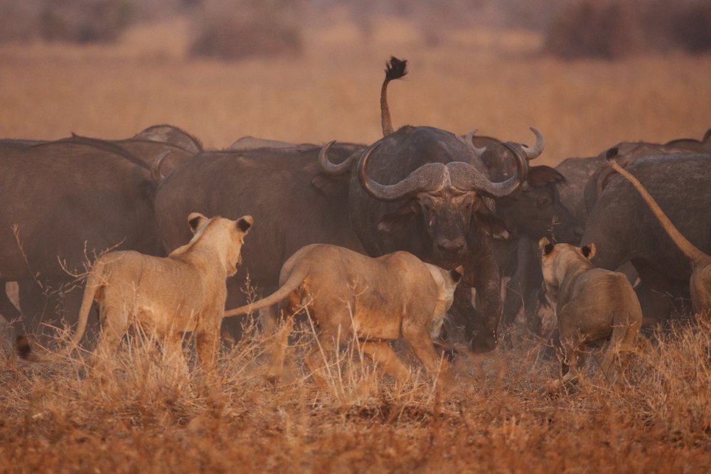 Lions hunt a Cape Buffalo herd on dry savanna grassland, Wildlife, Mfuwe, South Luangwa National Park, Zambia.