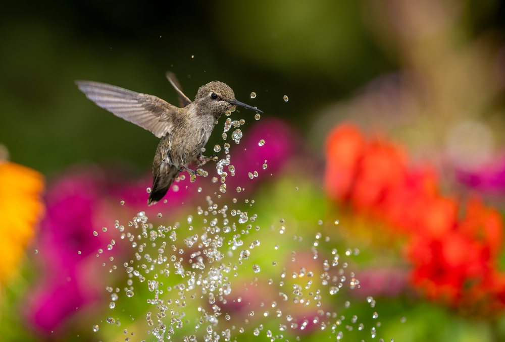 Hummingbird flies near suspended water droplets with orange, pink, and purple flowers blooming in a garden setting.
