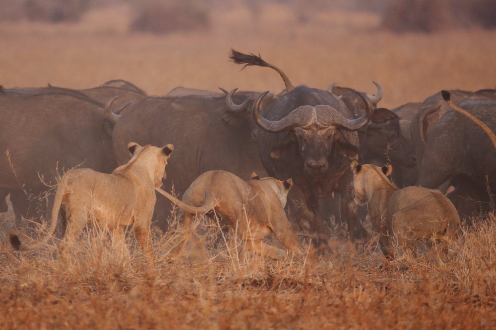 Lions Hunting a herd of Cape Buffalo in the dry grasslands of, Wildlife, Mfuwe, South Luangwa National Park, Zambia.