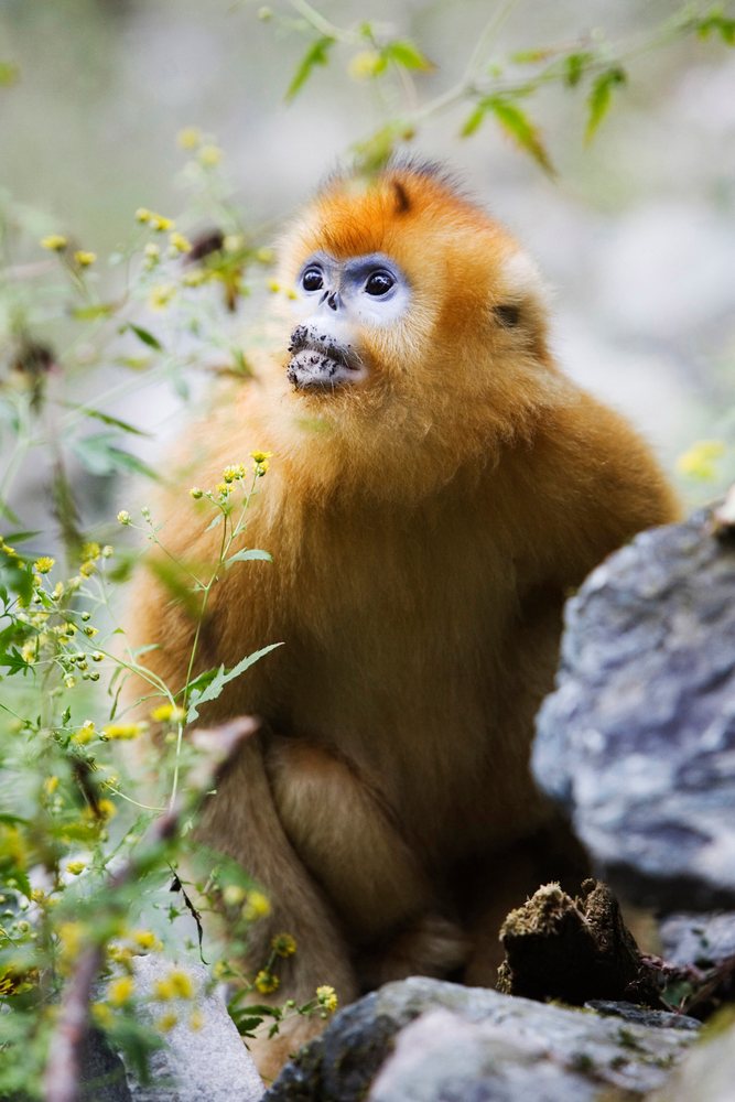 Golden monkey with bright orange-yellow fur sitting among rocks and plants with yellow flowers, Shaanxi Province, China.
