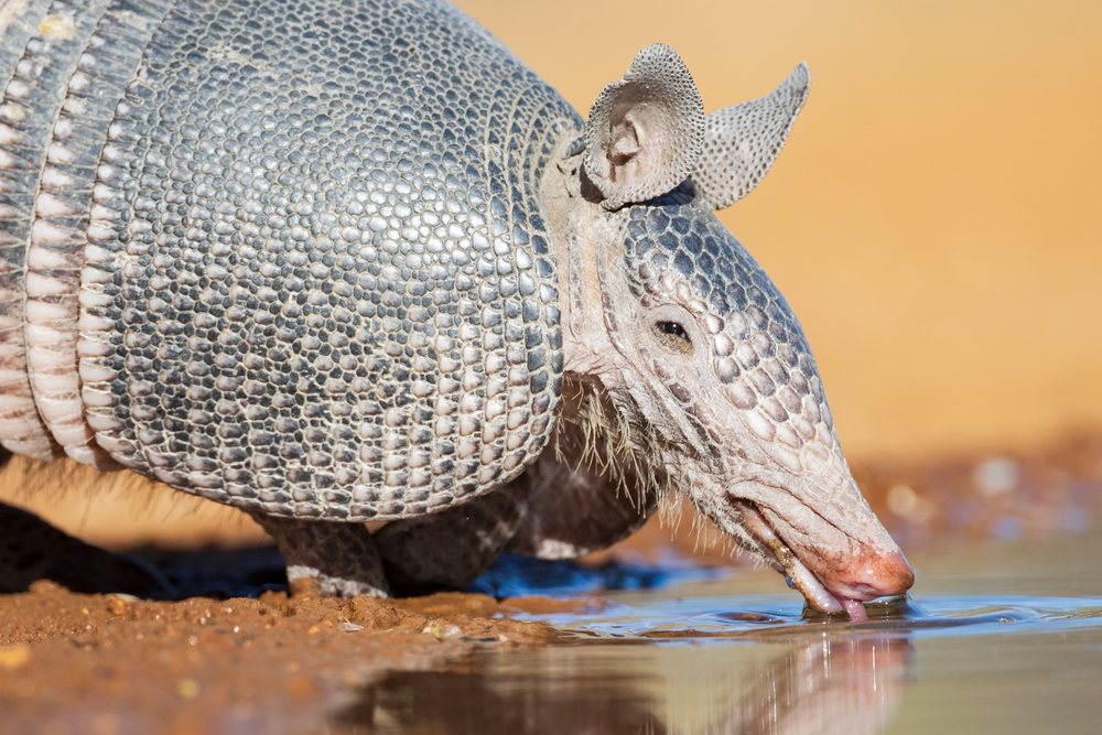 Armadillo drinks water at a waterhole, in a natural wildlife setting, McCook, Texas, USA.