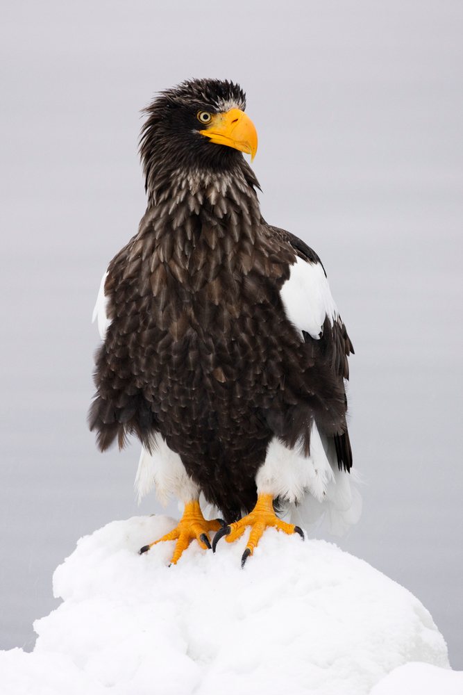 Steller's sea eagle perches on snow, Shiretoko Peninsula, Hokkaido, Japan.