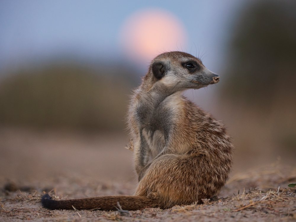 Meerkat sitting on desert ground at dusk with the moon rising in the background at Kalahari Research Center, Wildlife, Vanzylsrus, Northern Cape, South Africa.