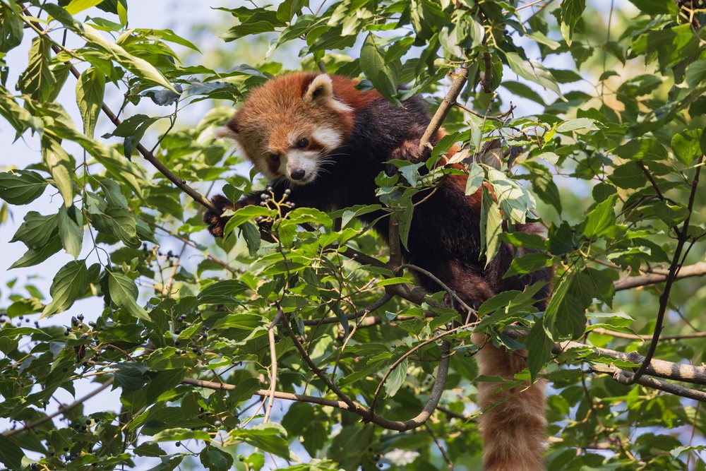 Red Panda climbing in a leafy Tree in Kham Tibet, Chengdu, Sichuan, People's Republic of China.