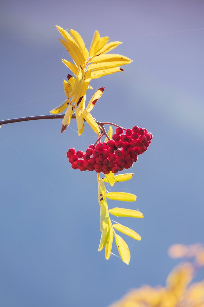 Rowan tree branch with red berry cluster and yellow autumn leaves against a blue sky, Kazbegi, Georgia.