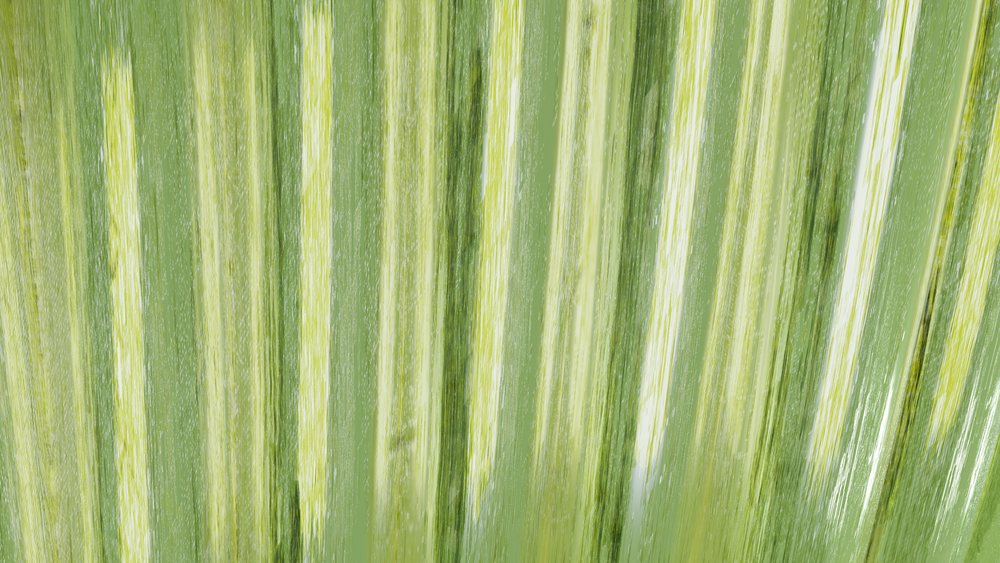 Closeup view of lush green grass blades showing natural texture in an outdoor setting.