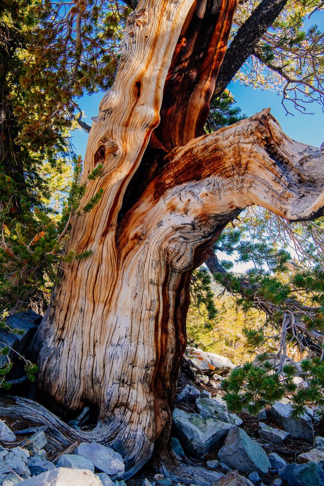 Old bristlecone pine tree with textured bark and green branches in a rocky forest setting in Great Basin, endorheic watersheds, North America, USA.
