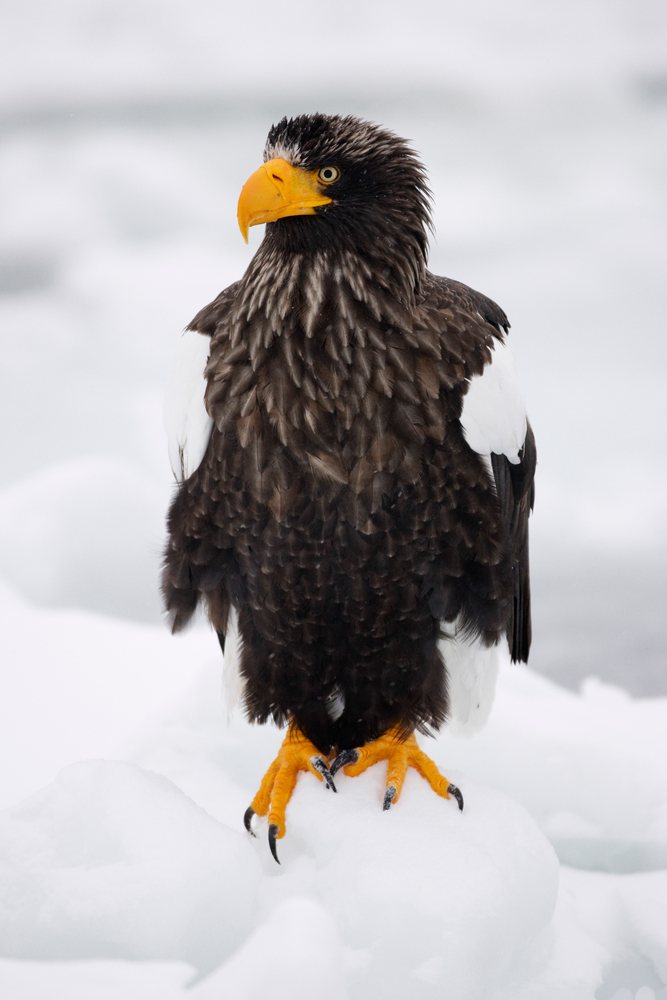 Steller's sea eagle perched on snow-covered ice, showing its large yellow beak and sharp claws, Hokkaido, Japan.
