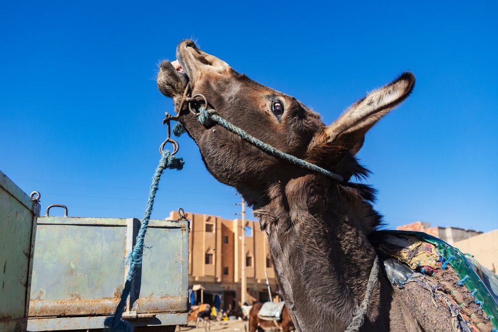 Donkey Portrait raising its head against a blue sky in a dusty rural town setting of, Lifestyle, Landscape, Culture, Rissani, Errachidia Province, Morocco.