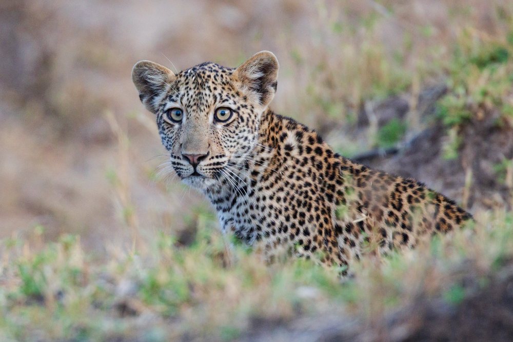 Female leopard with spotted fur crouching in grass, Wildlife, Mfuwe, South Luangwa National Park, Zambia.