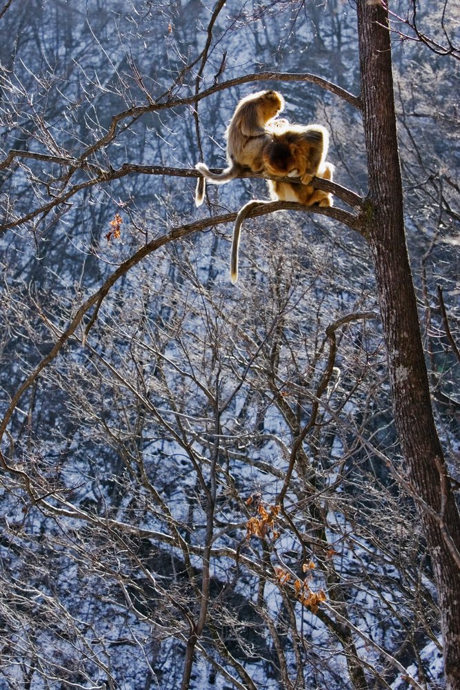 Two golden monkeys grooming each other while sitting on a bare tree branch in a snowy winter forest of the, Qinling Mountains, Shaanxi Province, China.