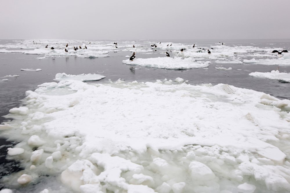 Steller's sea eagles perched on ice floes floating near Shiretoko Peninsula, under an overcast sky, Hokkaido, Japan.
