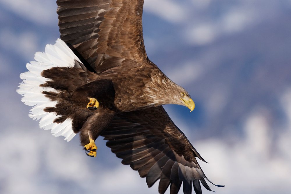 White-tailed eagle in flight over Nemuro Channel, Japan, Shiretoko Peninsula, Hokkaido.