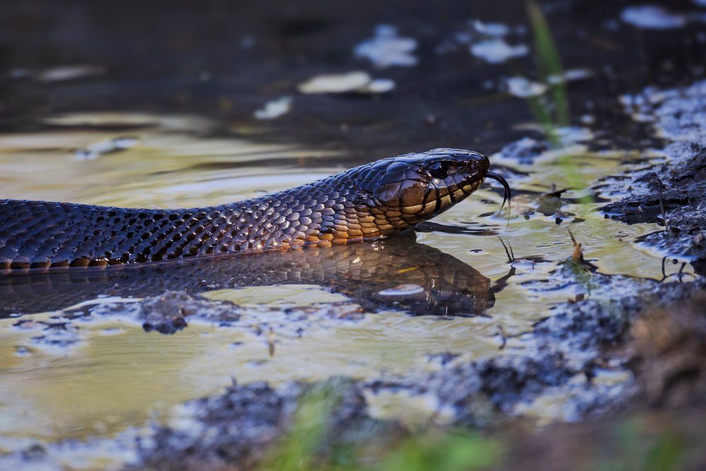 Indigo Snake flicking its tongue while emerging from muddy water, Wildlife, Rio Grande City, Texas, USA.