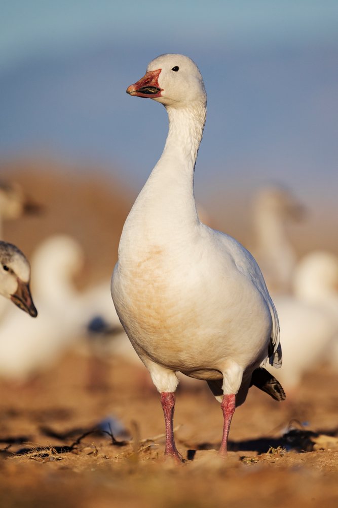 Snow Goose stands on dry ground at Ladd S Gordon Waterfowl Complex, with other geese blurred in the background, landscape, wildlife, Bernardo Waterfowl Management Ar, New Mexico, USA.