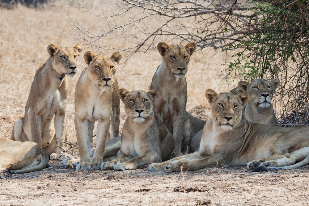 Pride of lions rests under a tree in the savannah of South Luangwa, exhibiting natural behavior in their habitat, Wildlife, Africa, Zambia.