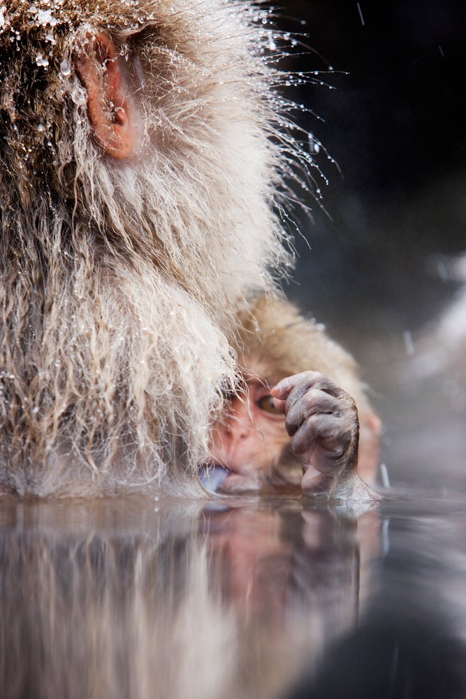 Japanese macaque monkey with tongue sticking out, partially submerged in a hot spring, Nagano, Japan.