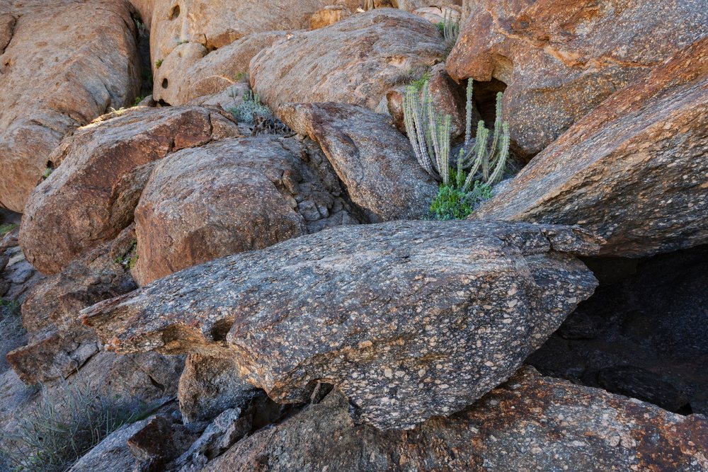 Euphorbia cactus grows visibly among Granite Rocks in the dry, rocky terrain of, landscape, wildlife, Purros, Kunene Region, Namibia.
