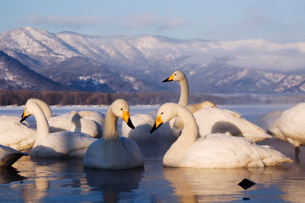 Whooper swans swim on Kussharo Lake with snow-covered mountains visible in the background, Hokkaido, Japan.