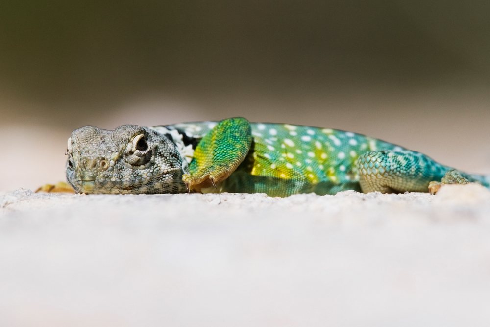 Collared lizard lying flat on a rock surface in its natural habitat, wildlife, Texas, USA.
