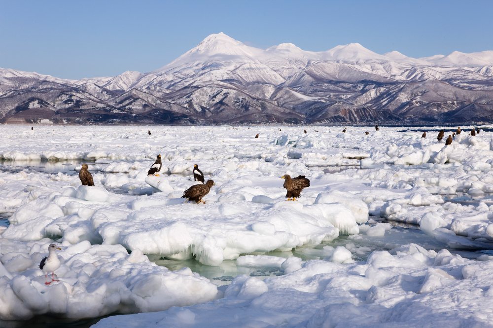 Steller's sea eagles and white-tailed eagles perched on ice floe with snowy mountains of Shiretoko background, Nemuro Channel.