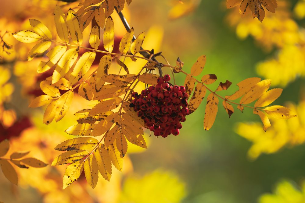 Cluster of red rowan Berries and multiple yellow leaves on a branch in the natural outdoor setting of, Kazbegi, Georgia.