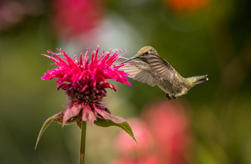 Hummingbird hovers over a bright pink bee balm flower in a natural garden, feeding on nectar.