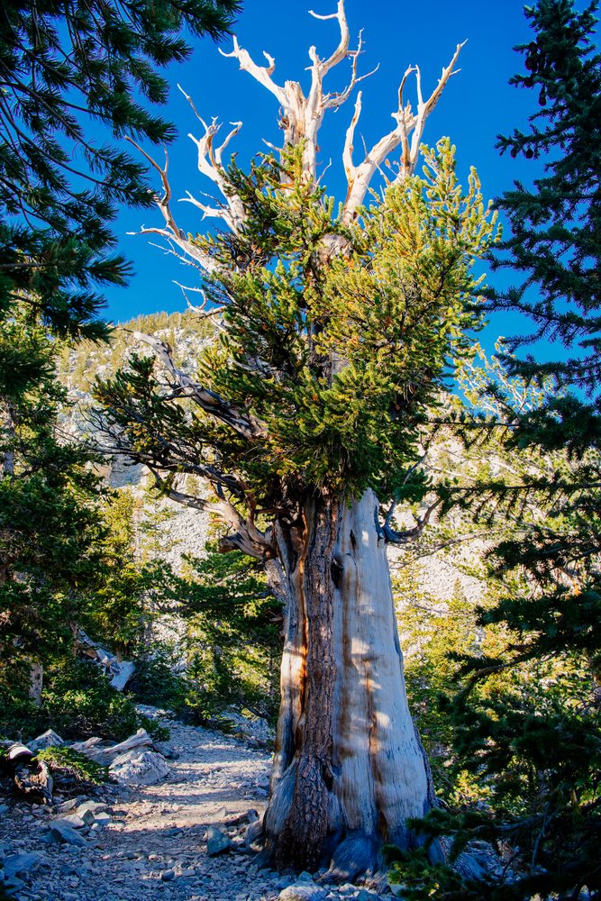 Bristlecone pine tree with dead branches stands on rocky forest ground in a mountainous landscape under a clear blue sky, Great Basin, endorheic watersheds, North America, USA.