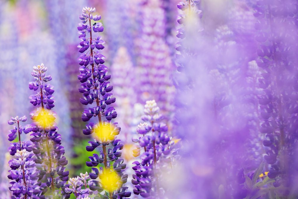 Purple Lupines bloom among small yellow flowers in a wildflower meadow, Landscape, Wildlife, Lifestyle, Summerford, Newfoundland & Labrador, Canada.