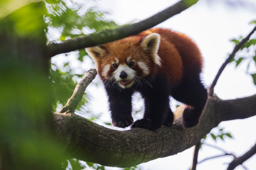 Red Panda walking on a tree branch in a natural forest environment with green leaves visible, Chengdu, Sichuan, People's Republic of China.