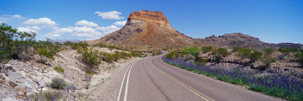 Desert road winding through a dry landscape with shrubs and purple wildflowers beneath a blue sky with white clouds.