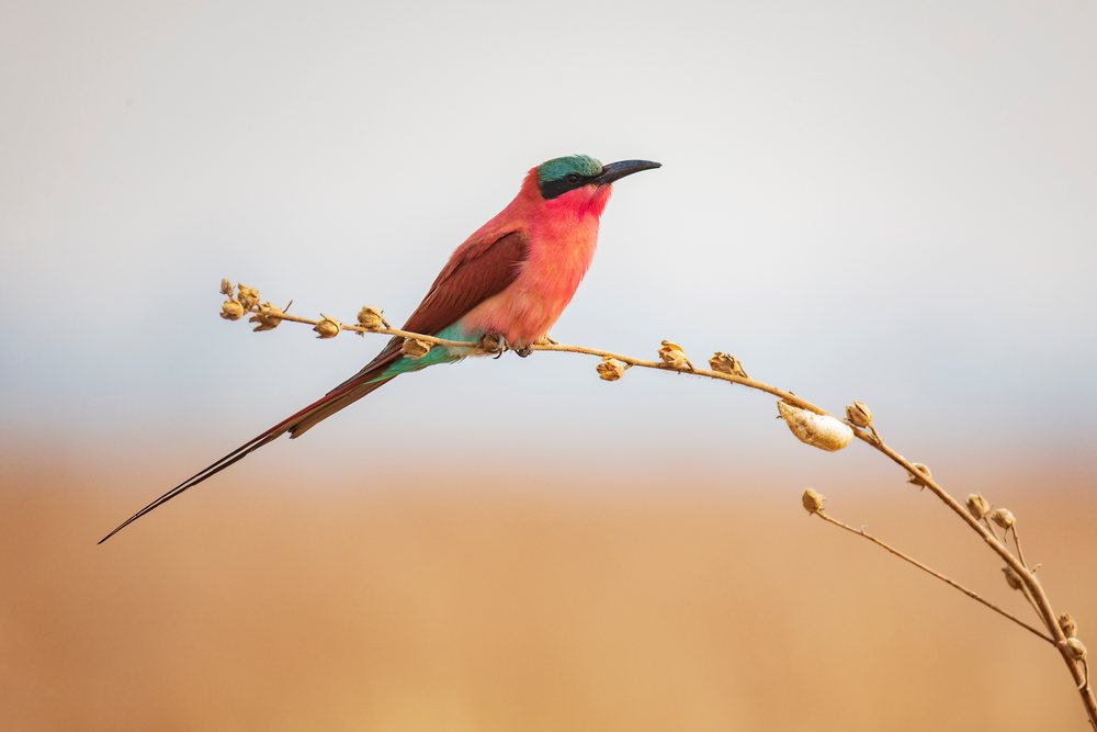Carmine Bee-Eater bird with red and blue feathers and a long tail perched on a dry branch with seed pods, Wildlife, Mfuwe, South Luangwa National Park, Zambia.