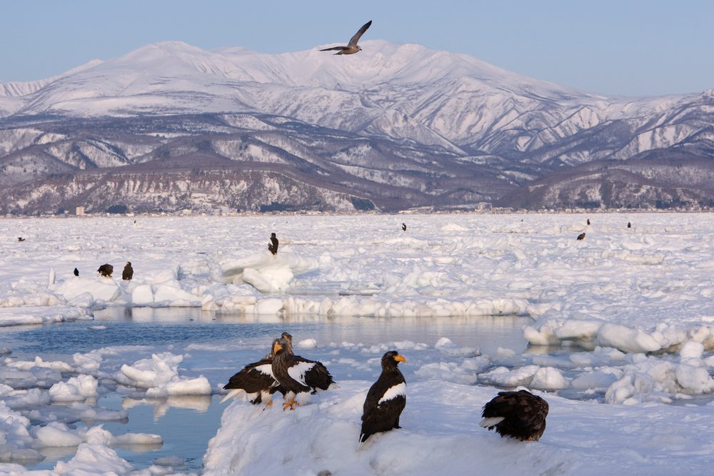 Steller's sea eagles perched and flying over an icy sea landscape with snowy mountains, Hokkaido, Japan.
