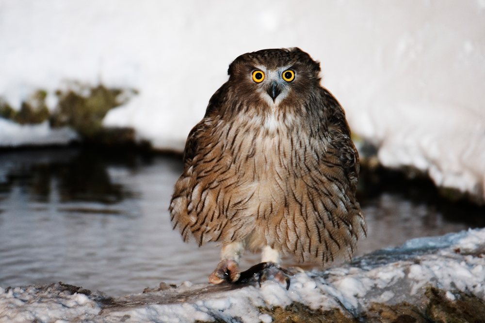 Blakiston's fish owl stands on snow by icy water in a winter setting, Japan, Asia.